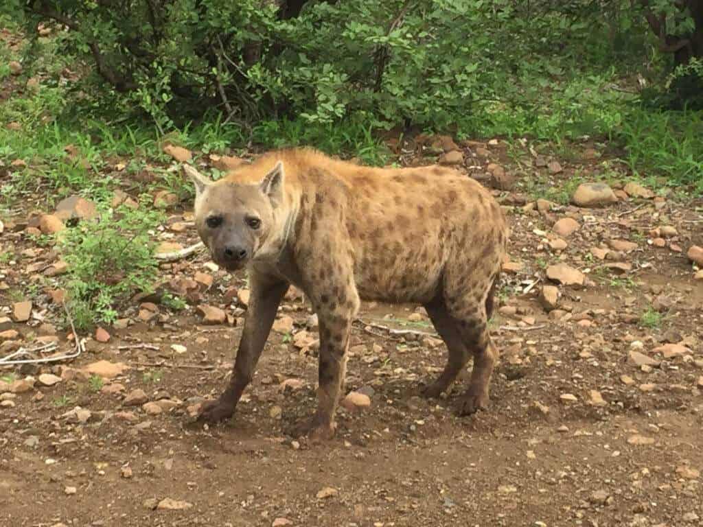 Photographic Safaris South Africa Hyena standing on rocky ground with green foliage in background.