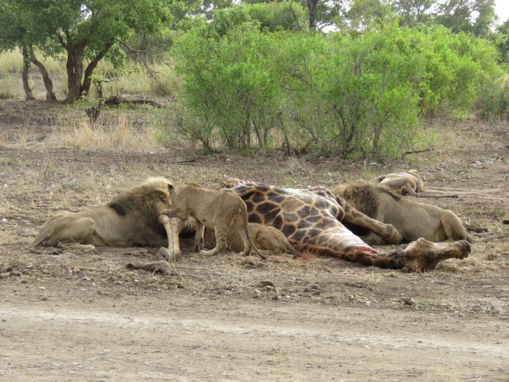 Photographic Safaris South Africa Giraffe lying on the ground with two lions resting nearby in the savannah.
