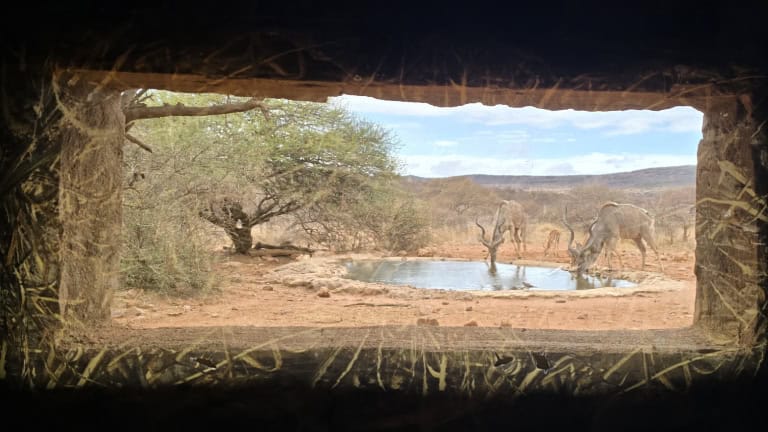 Elephants drinking water at a watering hole in the African savannah.