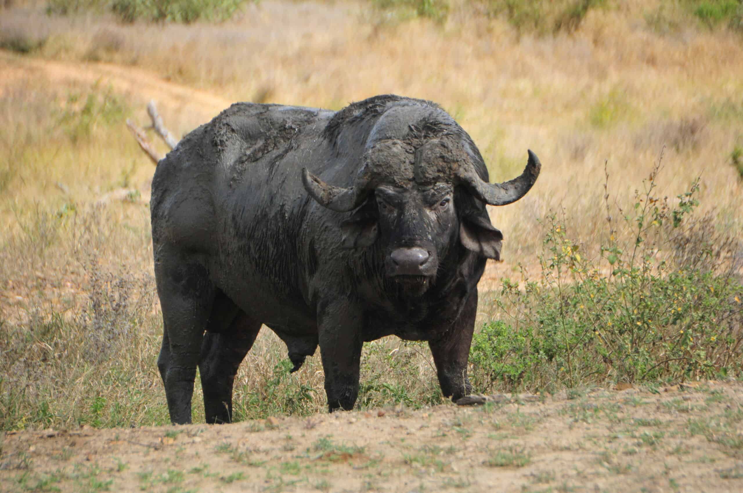 Cape Buffalo Majestic Cape Buffalo standing in a grassy savannah landscape.