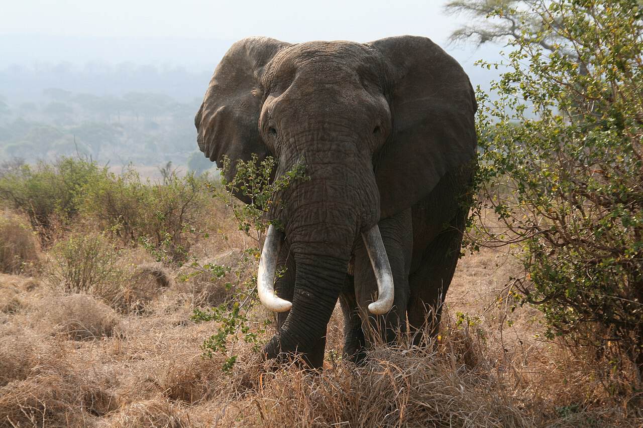 Elephant Large African elephant with tusks in natural savannah habitat.
