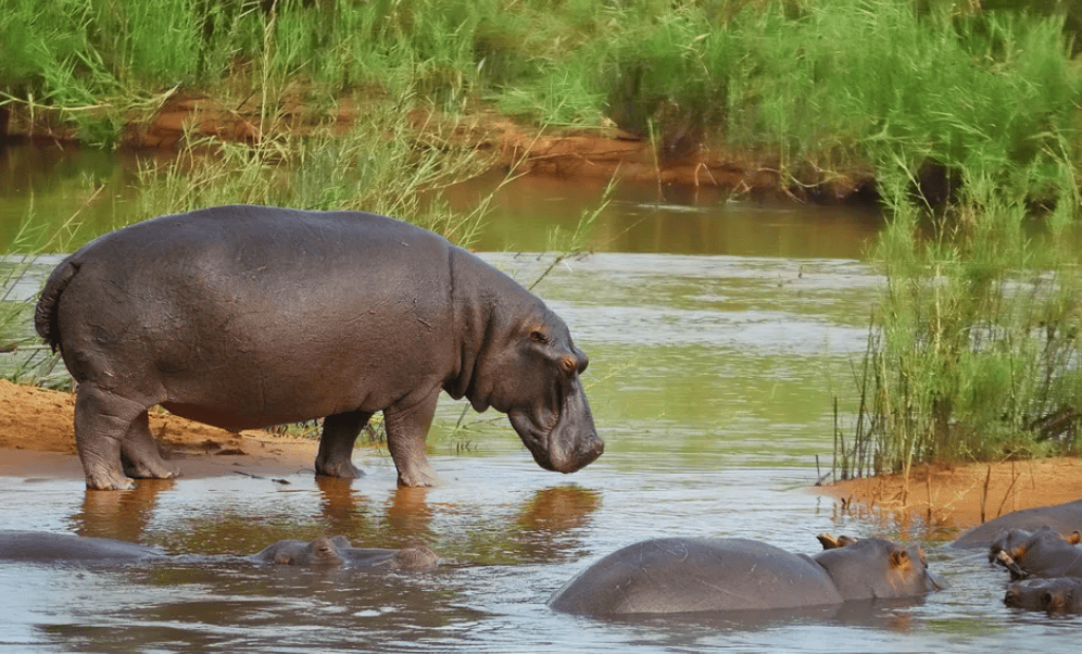 Hippopotamus Hippopotamus
