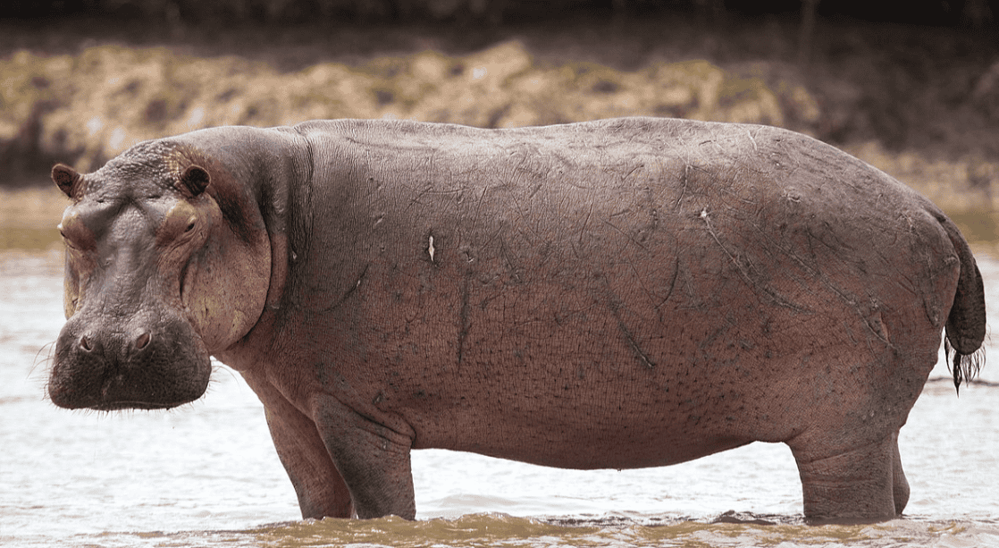 Hippopotamus Hippo standing in water during safari in Africa.