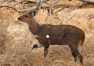 African Bushbuck standing in dry grassland with trees in background.