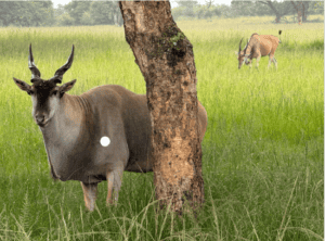 African eland grazing in a lush green savannah with trees in the background.