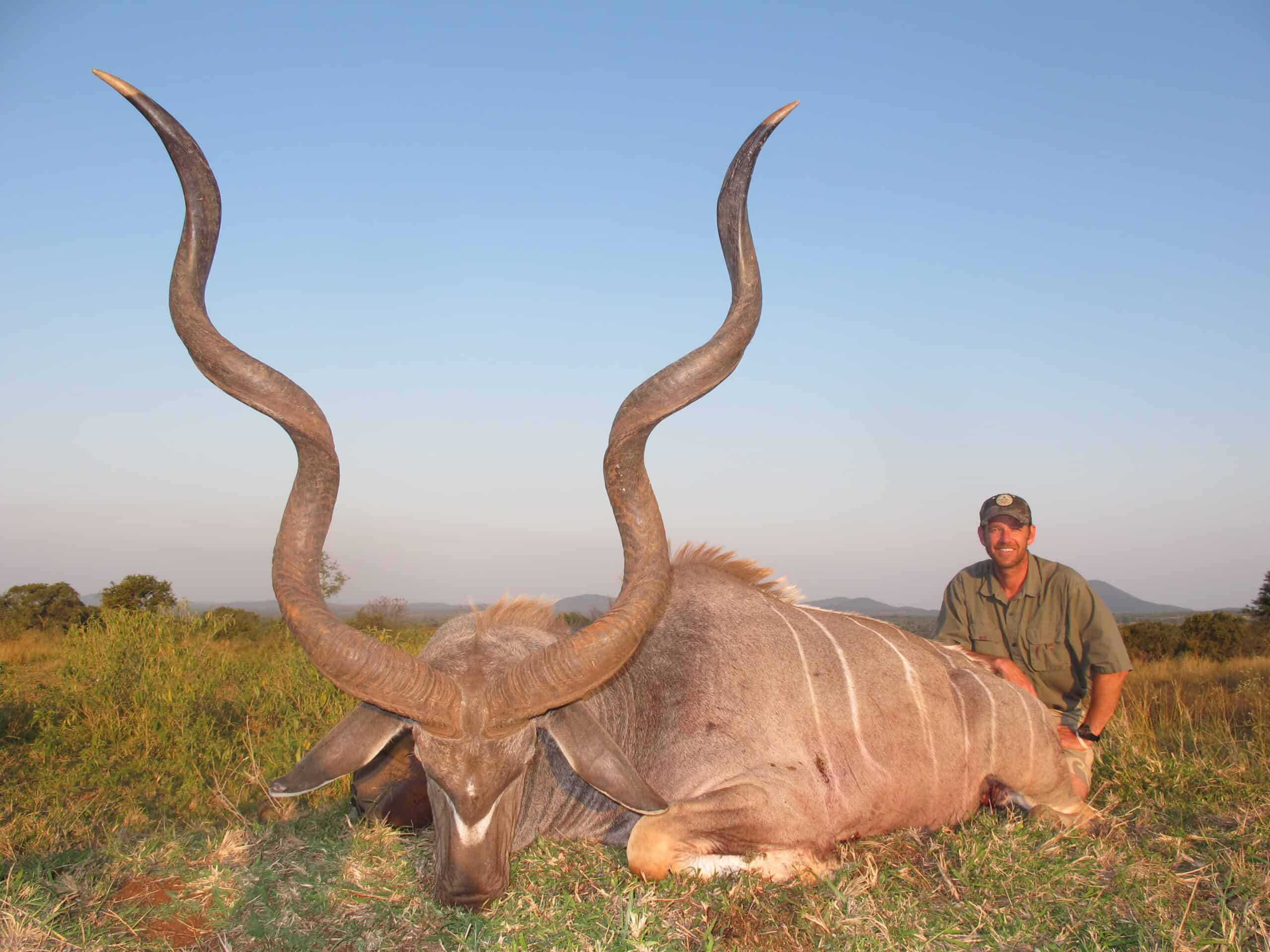 The Greater Kudu: The “Grey Ghost” of Africa Dead Greater Kudu with large twisted horns in African grassland.
