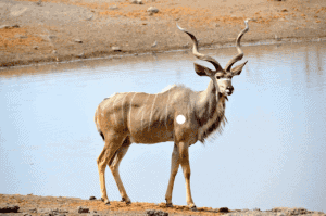 Greater Kudu with twisted horns near water in Africa.