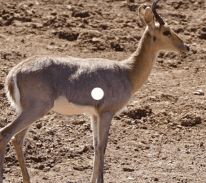 Mountain Reedbuck standing on dry terrain in Africa.