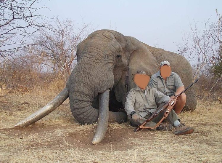 Zimbabwe Hunting Safari guides with a large elephant in the wild.