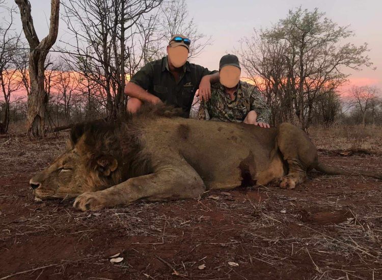 Zimbabwe Hunting Hunters with a lion after a safari adventure in the wild.