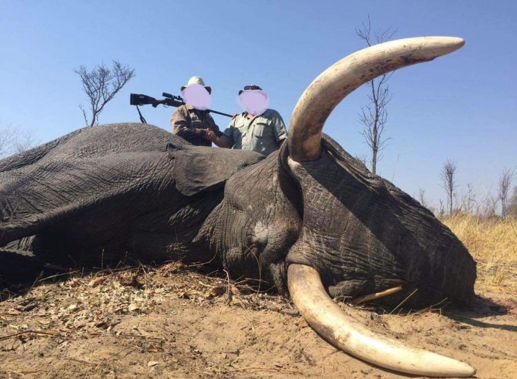 Zimbabwe Hunting Two hunters with a rifle on a dead elephant in the wild.