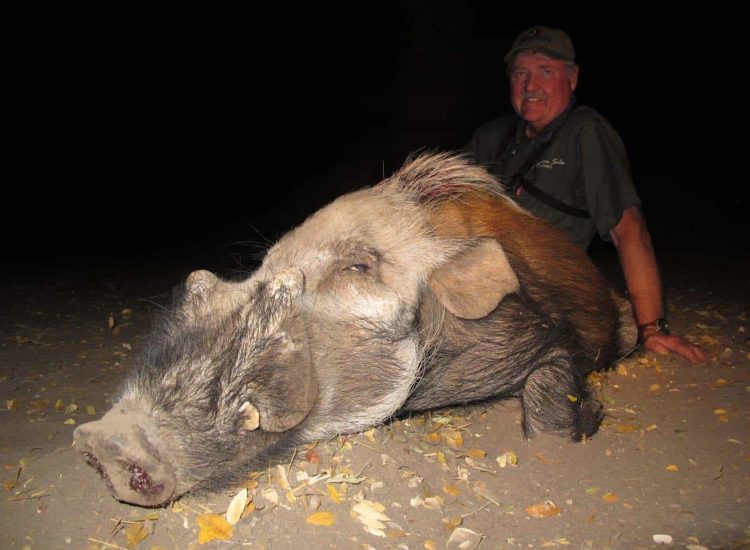 Zimbabwe Hunting Safari guide with a large, dead lion at night in Africa.