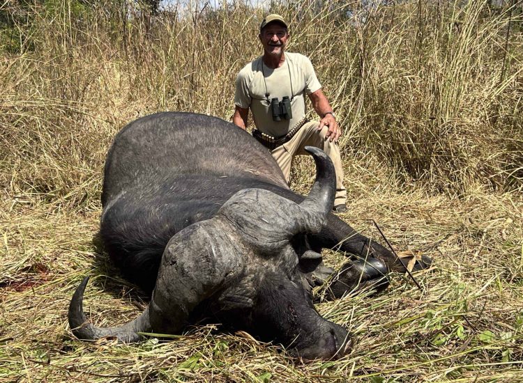 Hunting Rates Mozambique Hunter with a large dead buffalo in grassland during safari.
