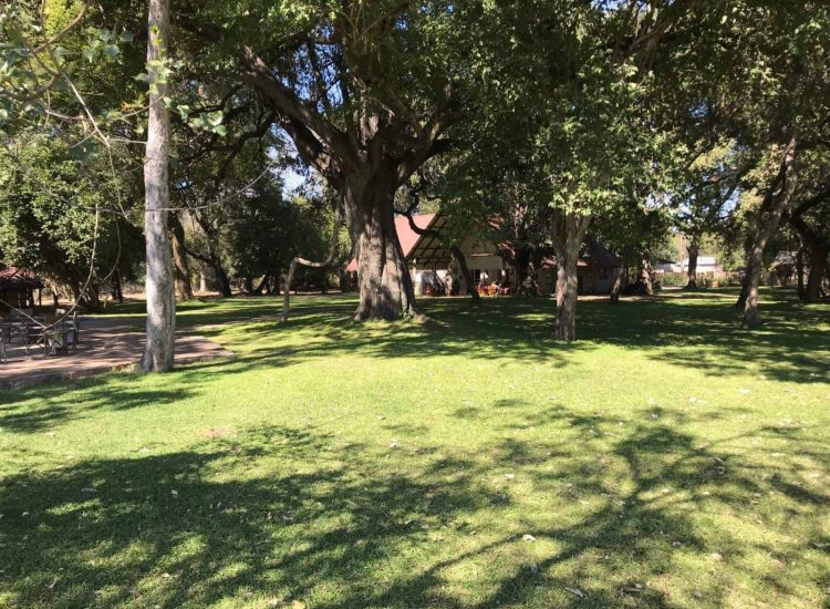 Zimbabwe Hunting Shaded garden with large trees and lush green grass at Graham Sales Safaris.