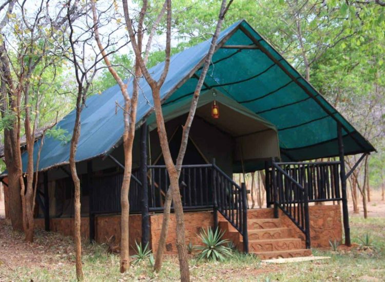 Mozambique Hunting Luxury safari tent with elevated deck in a forest setting.