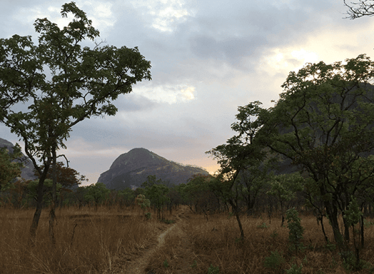 Mozambique Hunting Scenic view of African savannah with trees and mountains at sunset.