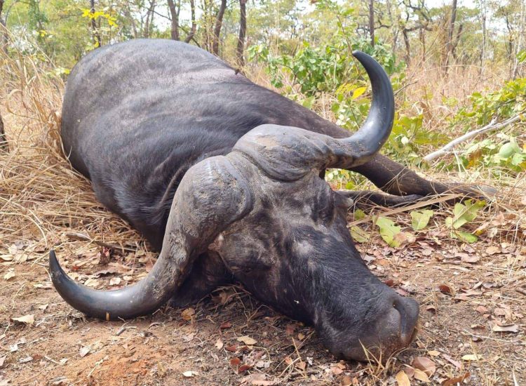 Hunting Rates Mozambique Dead buffalo lying on the ground in a savannah landscape.