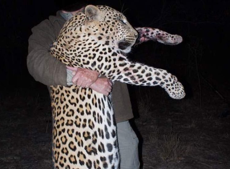 Mozambique Hunting Leopard being held by a person during night safari in Mozambique.